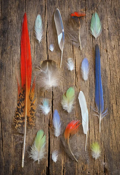 Collection of different color feathers — Stock Image Collection of different color feathers Royalty Free Stock Images