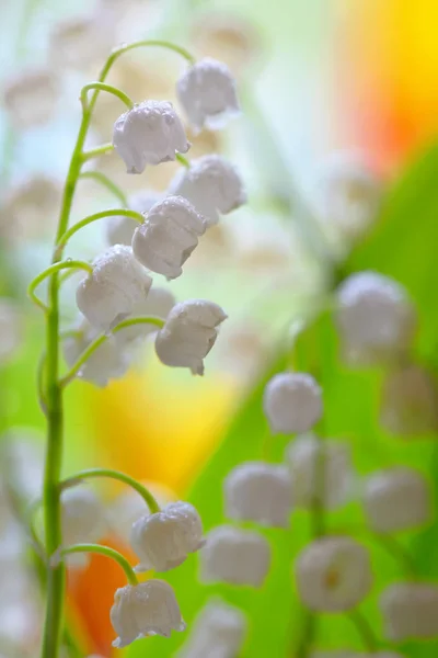 Lily z údolí (rekonvallaria majalis) — Stock fotografie