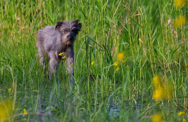 Dog in a swamp — Stock Photo, Image