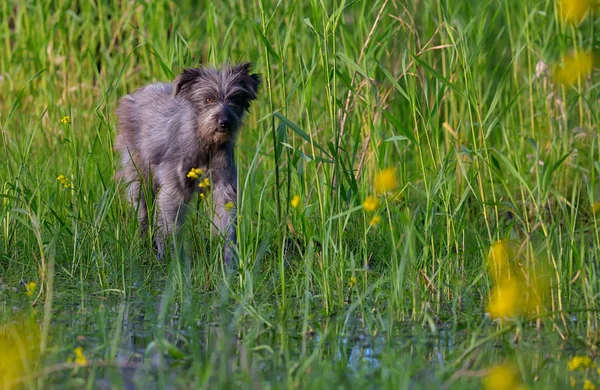 Hund i ett träsk — Stockfoto