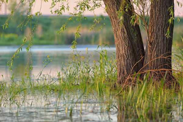 Weeping willow in a swamp — Stock Photo, Image