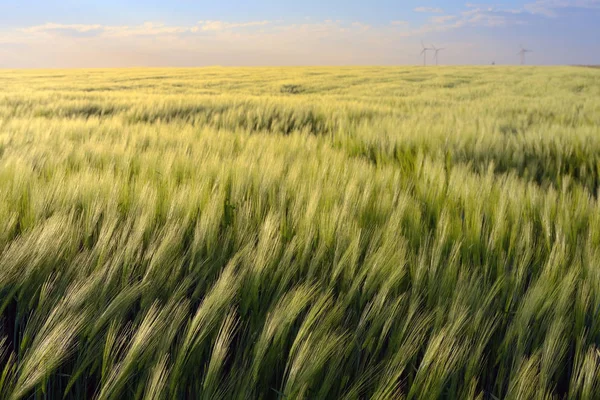 Zonsondergang over groene rogge veld — Stockfoto