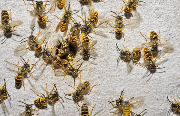Wasp cuib macro — Fotografie, imagine de stoc