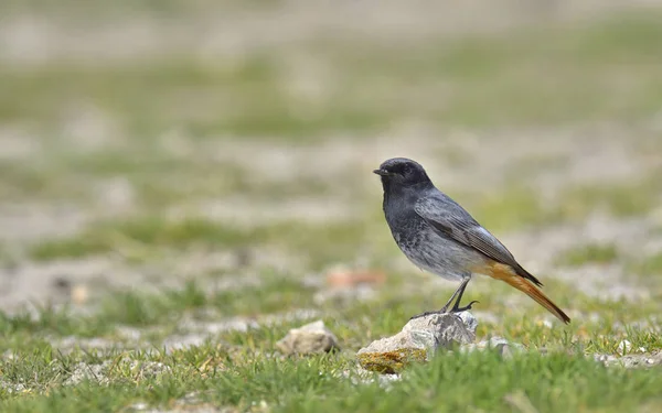 Black redstart, Phoenicurus ochruros — Stock Photo, Image