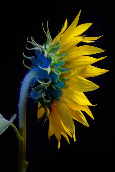 Sunflower Flower Head isolated on black background — Stock Photo, Image