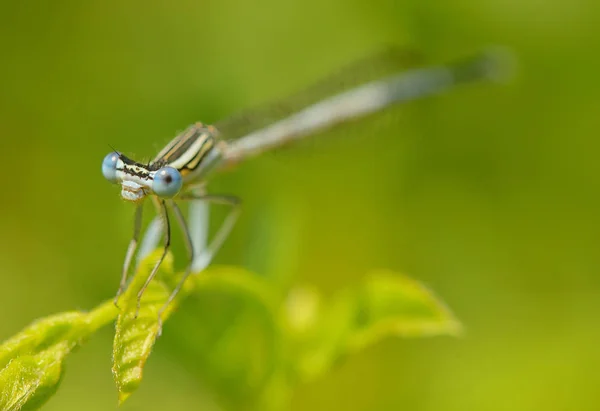 Libelle im Wald — Stockfoto