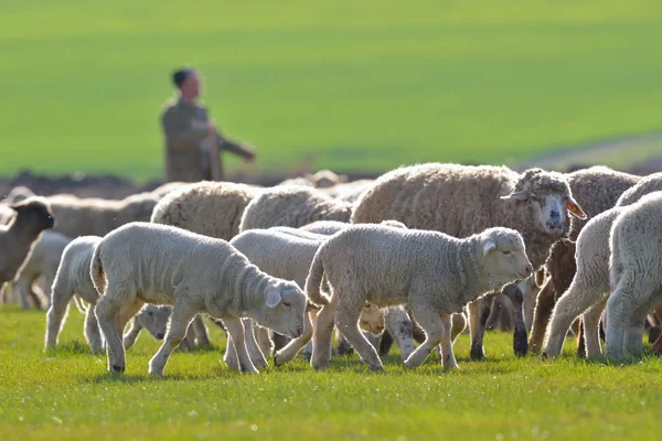 Moutons et agneaux — Photo