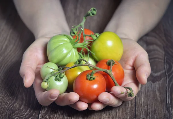 Tomates fraîches dans les mains — Photo