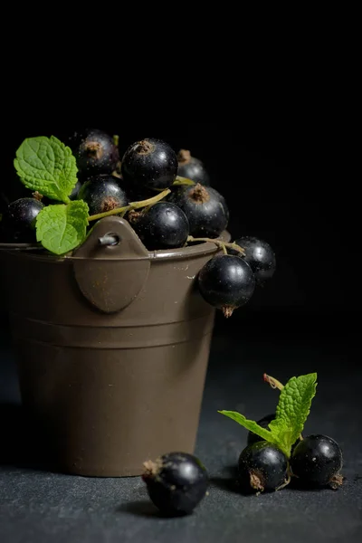 Black currant  isolated — Stock Photo, Image