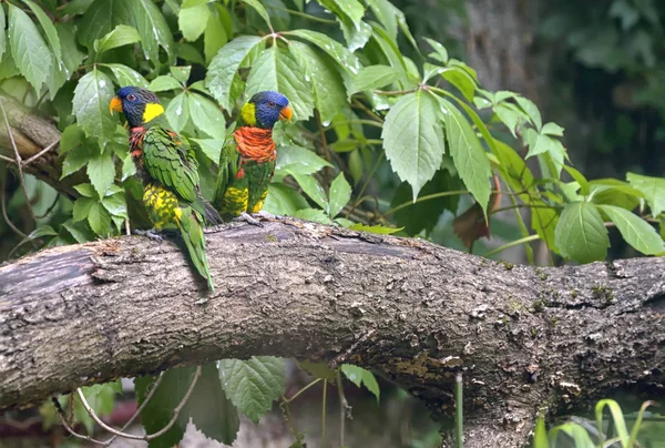 Amazon Parrot (Amazona aestiva) — Stock Photo, Image