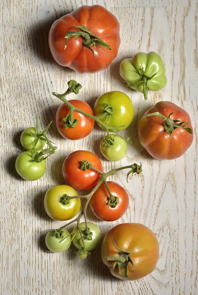 Rijpe en onrijpe tomaten — Stockfoto