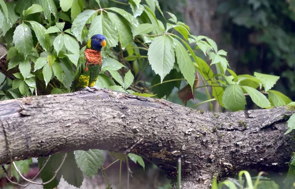 Amazonin papukaija (Amazona aestiva ) — kuvapankkivalokuva