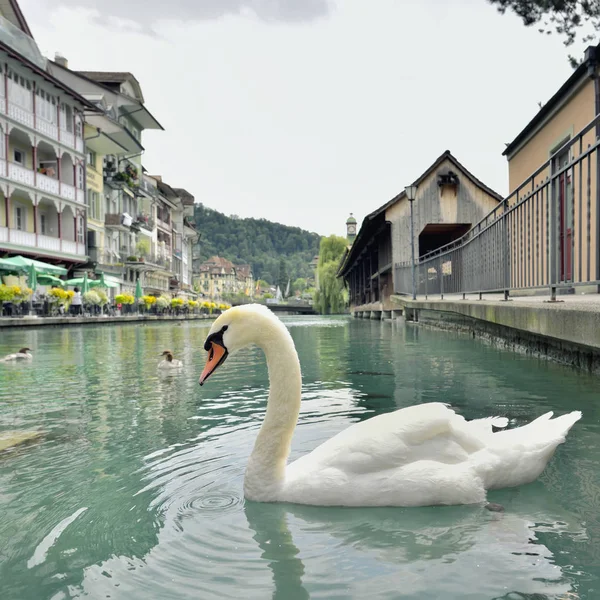 Thun city and river in Aare, Switzerland - 23 july 2017 — Stock Photo, Image