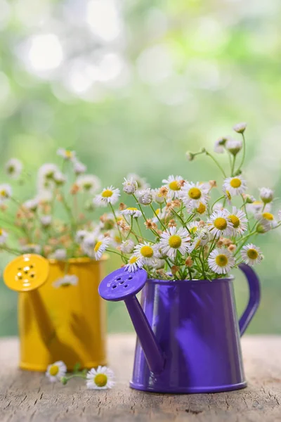 Marguerite százszorszép virágok — Stock Fotó