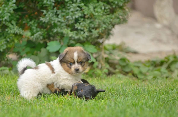 Schattig pekingese puppy honden — Stockfoto
