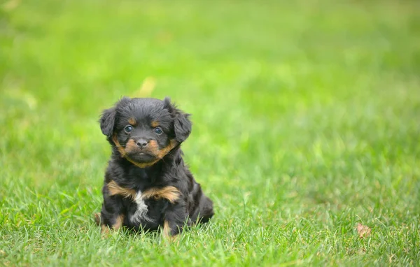 Мила пекінська цуценята собака — стокове фото