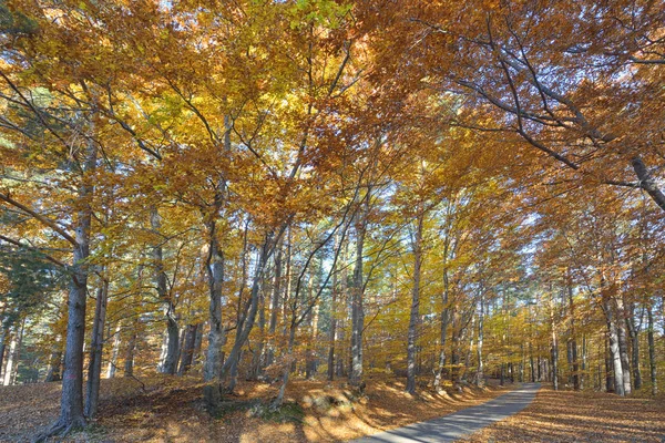 Colorful autumn landscape — Stock Photo, Image