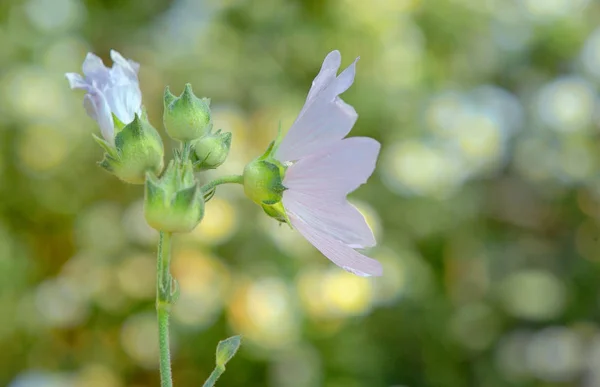 Ślaz zaniedbany kwiat — Zdjęcie stockowe