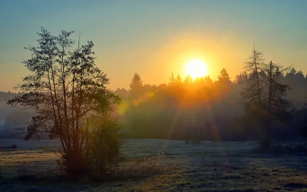 Szene nebliger Wald mit Sonnenstrahlen — Stockfoto