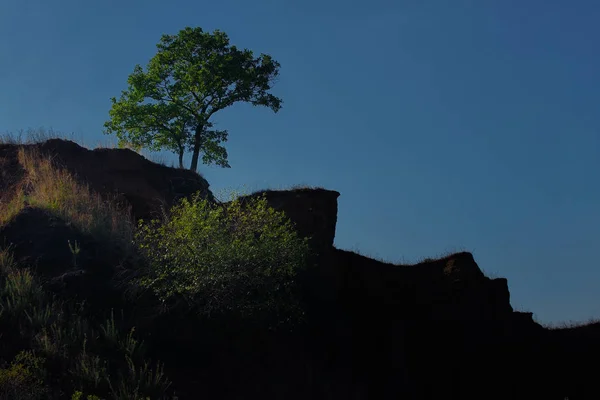 Boom silhouet op heuvel — Stockfoto