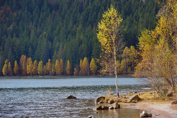 Herfst met de gele bladeren — Stockfoto