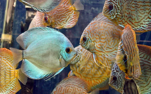 Symphysodon discus рыбы — стоковое фото