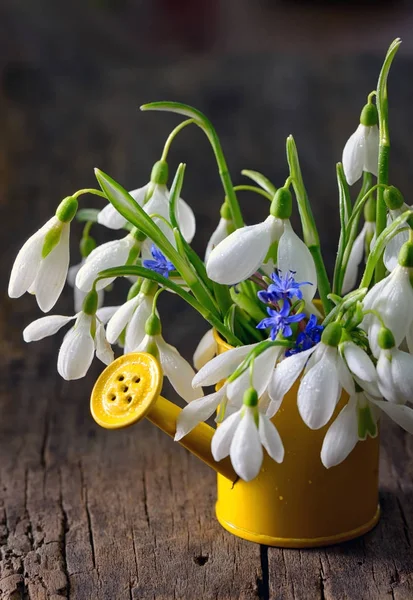 Bouquet of snowdrops in small watering can — Stock Photo, Image