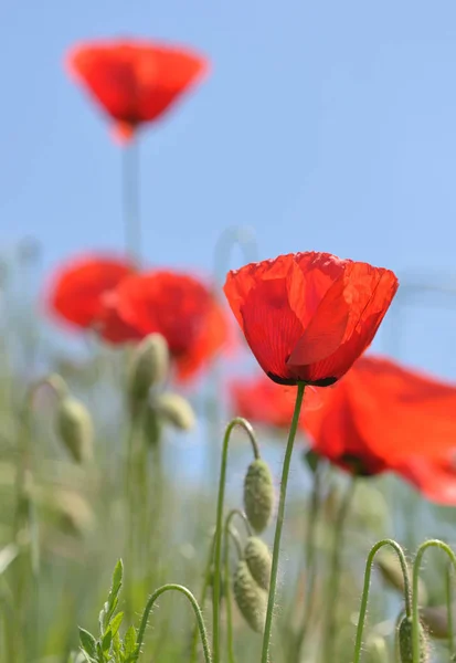 Amapola roja floreciendo en el campo — Foto de Stock
