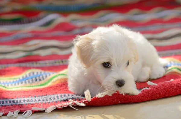 Halı üzerinde oturan beyaz Malta köpek — Stok fotoğraf