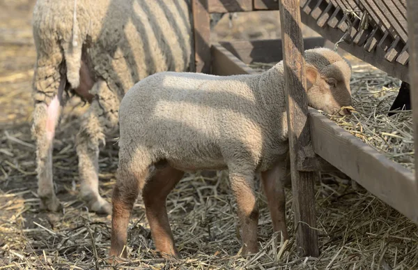 Moutons avec agneau à la ferme rurale — Photo