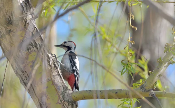 Suuri täplikäs Woodpecker kyydissä — kuvapankkivalokuva