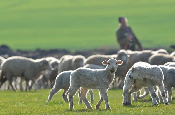 Troupeau de moutons et d'agneaux sur le champ — Photo