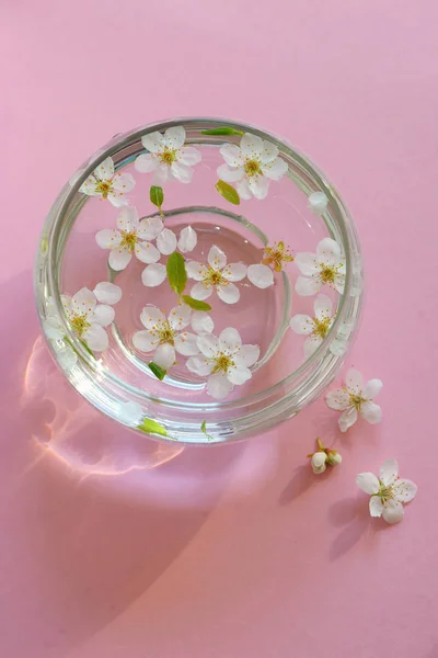 Galho de flor de cereja com tigela de água — Fotografia de Stock