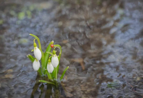 Gotas de nieve reflejo en el agua — Foto de Stock