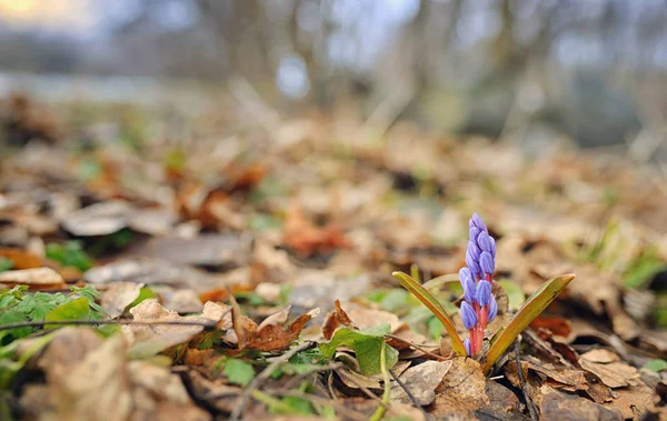 狂野的春天紫罗兰色花 — 图库照片