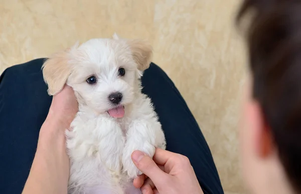 Beyaz köpek Malta ile genç çocuk — Stok fotoğraf