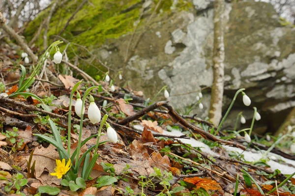 Sneeuwklokjes in bos — Stockfoto