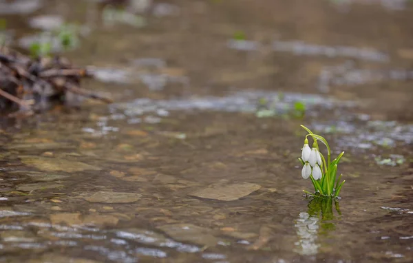 Neve gotas reflexão na água — Fotografia de Stock