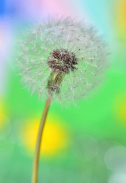 Dandelion on colorful background — Stock Photo, Image