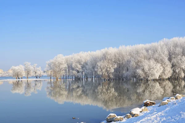 Arbres d'hiver couverts de givre sur le Danube Image En Vente