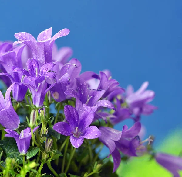 Весна квітка Буша далматинська bellflower — стокове фото