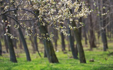 Closeup çiçek açması ağaç bahar