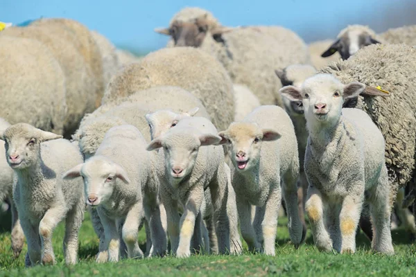 Troupeau de moutons et d'agneaux — Photo