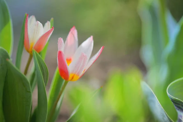 Rostoucí malé Tulipán rostlin — Stock fotografie