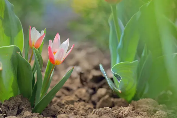 Crescer pequena planta tulipa — Fotografia de Stock