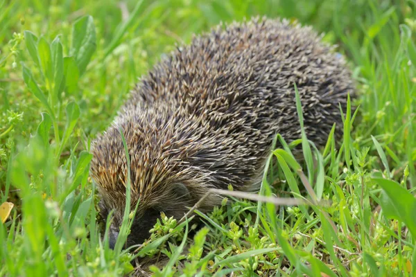 Junger europäischer Igel — Stockfoto