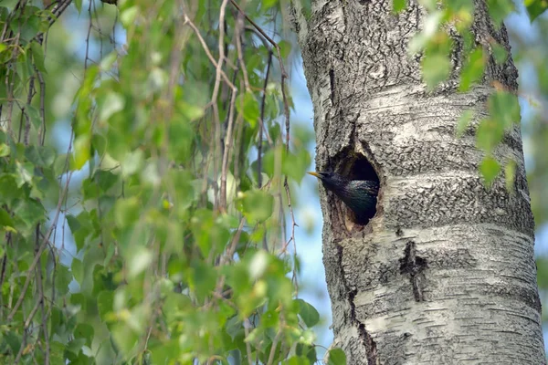 Starling Nesting in forest — Stock Photo, Image