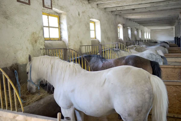 Horses in stable — Stock Photo, Image