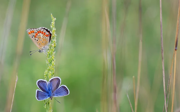 Polyommatus bellargus, farfalla Adonis Blue — Foto Stock