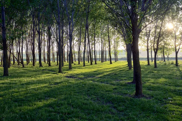 Zon balken giet door bomen — Stockfoto